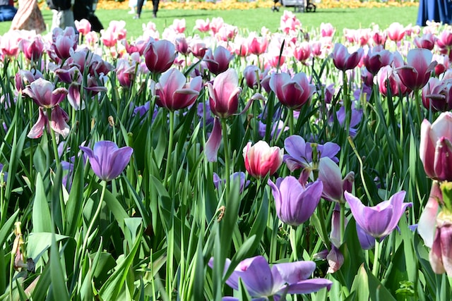 What Is The Average Time Spent At The Dallas Arboretum?