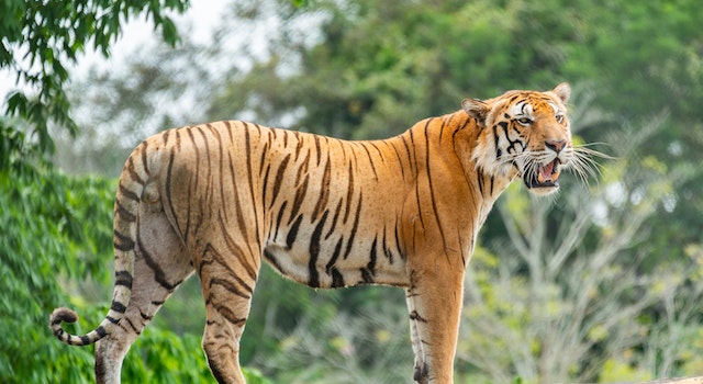 How Long Does Going On A Wild Animal Safari In Georgia Take?